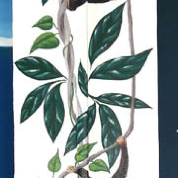 Frise lianes et chimpanzés