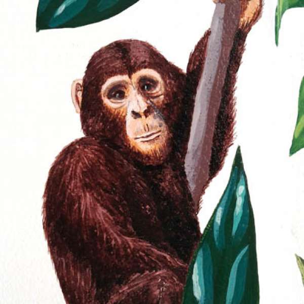 Frise lianes et chimpanzés